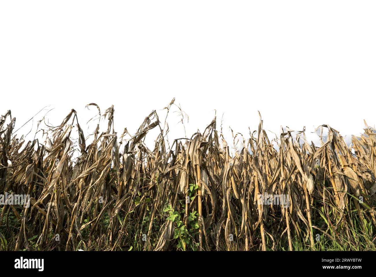 Ein Maisfeld auf transparentem Hintergrund Stockfoto