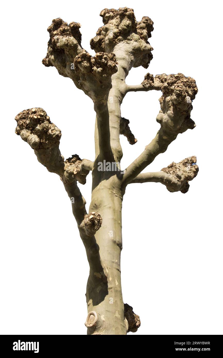 Ein Baumstamm mit beschnittenen Ästen auf transparentem Hintergrund Stockfoto