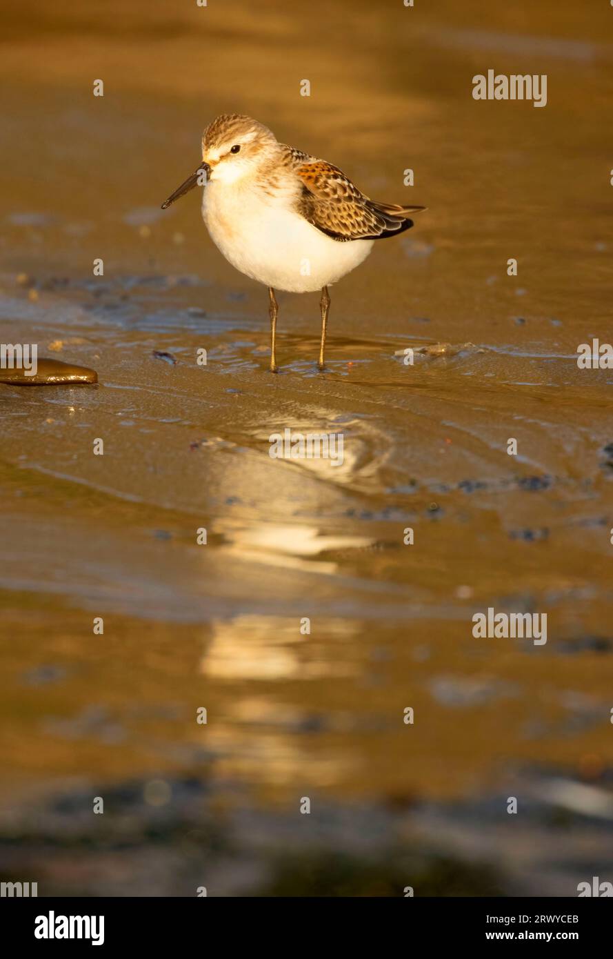 WESTERN Sandpiper (Calidris mauri), Seal Rock State Park, Oregon Stockfoto