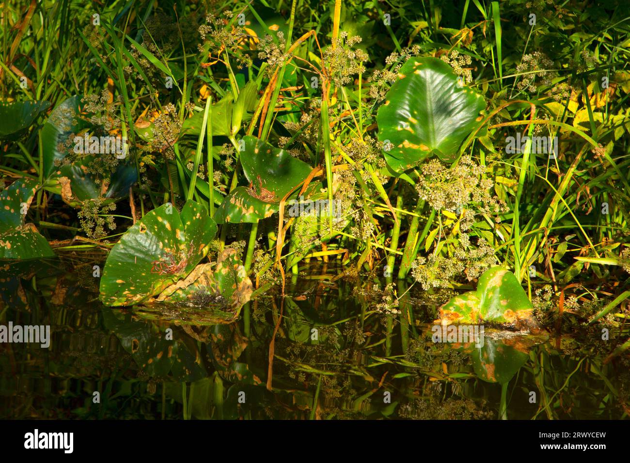 Gelbe Teichlilie am Beaver Creek, Brian Booth State Park, Oregon Stockfoto