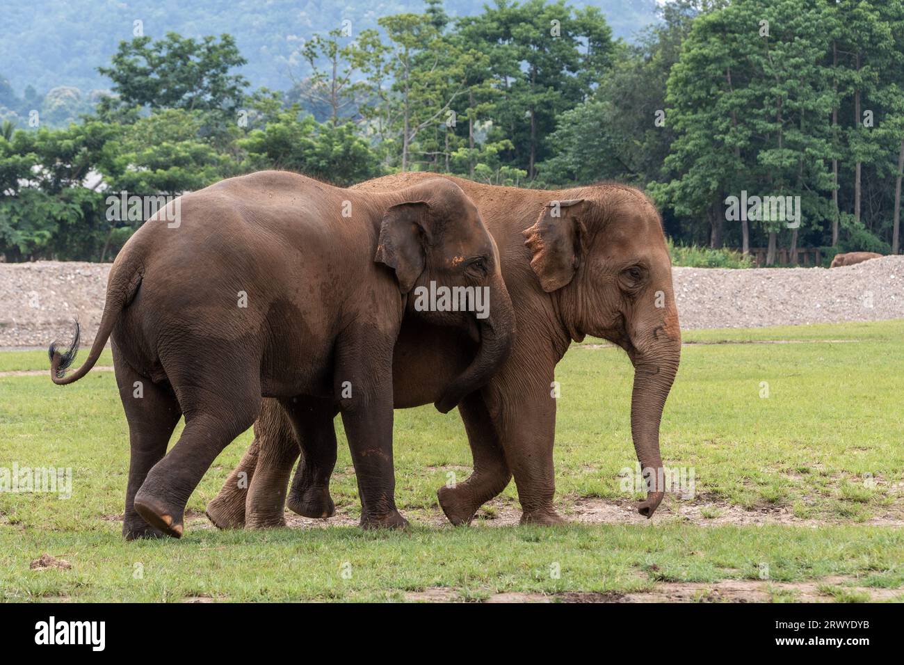 Zwei Elefanten werden zusammen mit ihrem Stamm im ElefantenNaturpark, einem Rettungs und