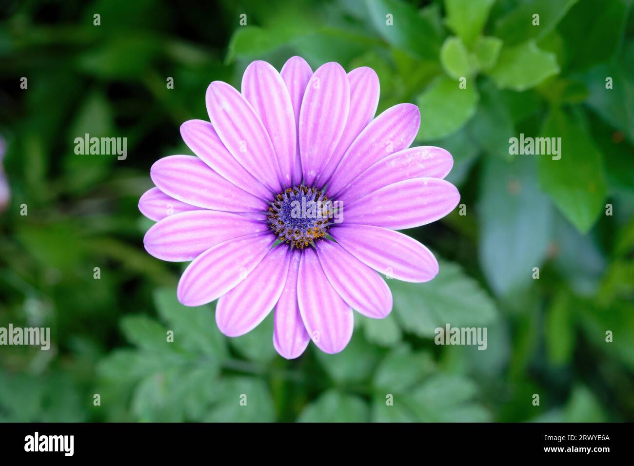 Osteospermum ecklonis Nahaufnahme einer Blume eines lila afrikanischen Gänseblümchens vor einem unscharfen grünen Hintergrund in einem Park in köln Stockfoto