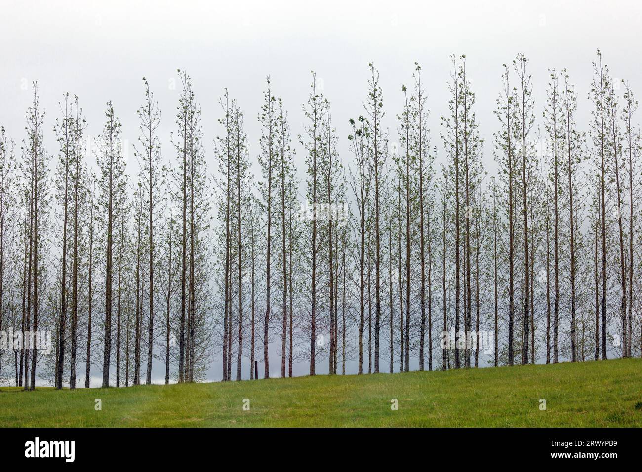 Bäume ohne Blätter nach plötzlichem Frost Ende Juni, Island, Reykjavik Stockfoto