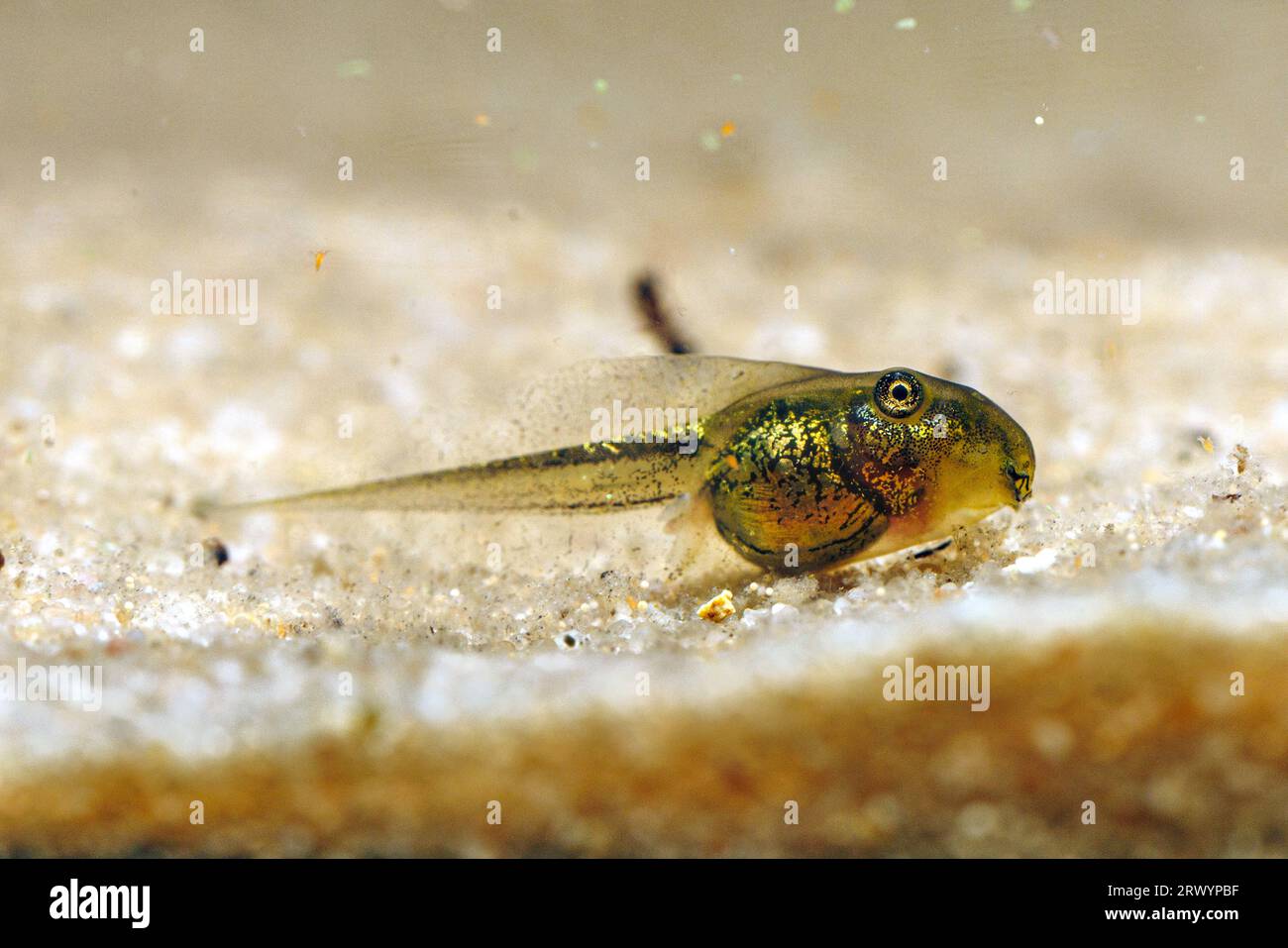 Europäischer Baumrog, gewöhnlicher Baumrog, mitteleuropäischer Baumrog (Hyla arborea), fußloser Pollywog Stockfoto