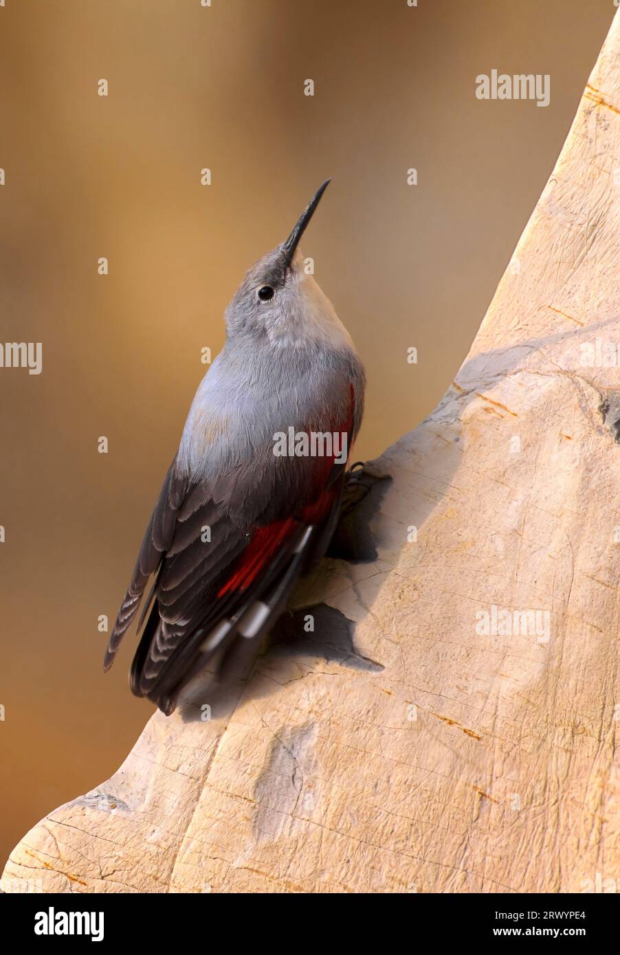 Wallcreeper (Tichodroma muraria), an der Klippe, Italien, Toskana Stockfoto