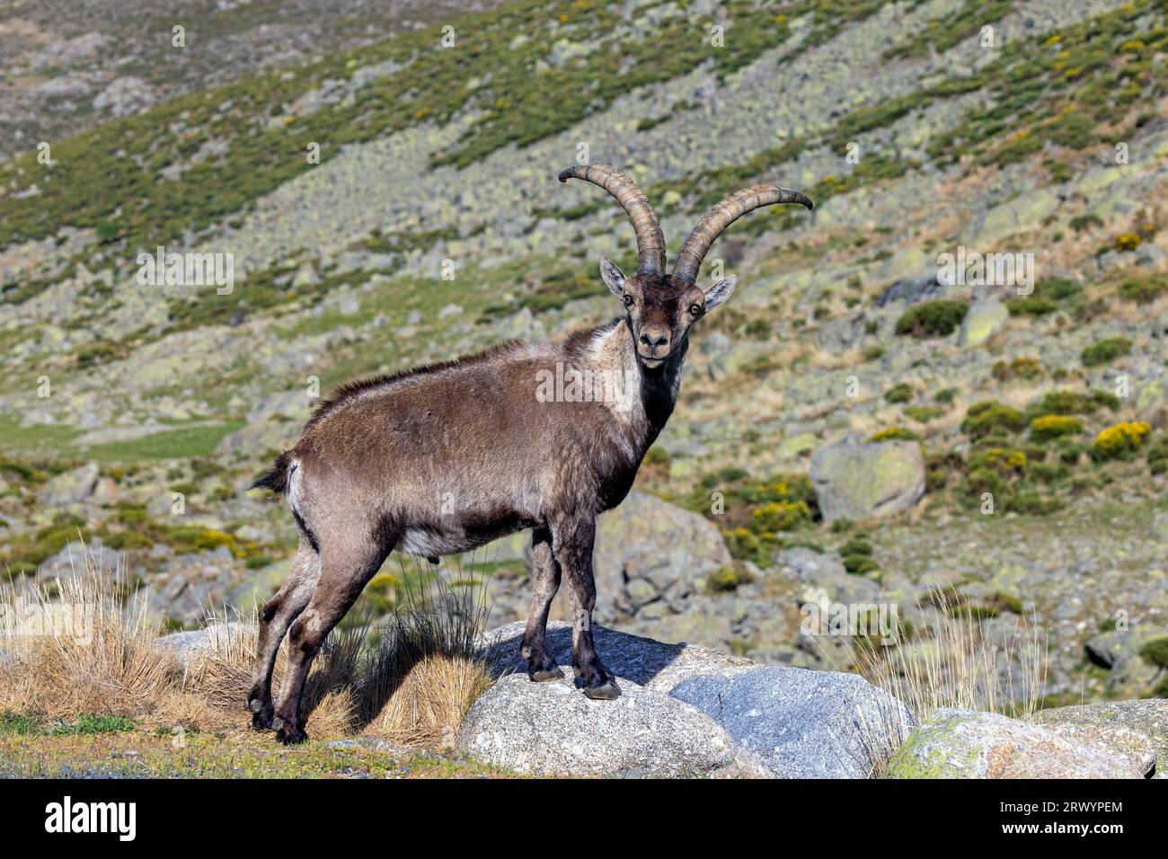Spanischer Steinbock (Capra pyrenaica, Capra ibex pyrenaica), männlich, Spanien, Sierra de Gredos Stockfoto