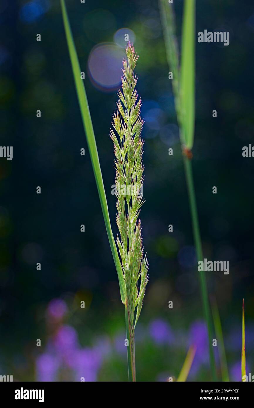 Holz-Kleinrohr, Federspitze (Calamagrostis epigejos), Blütenstand, Deutschland, Nordrhein-Westfalen Stockfoto
