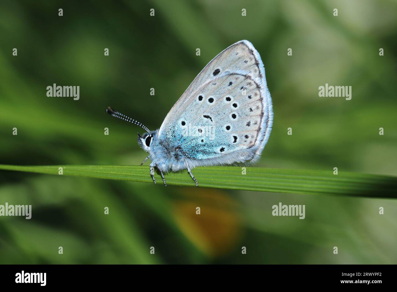 Großes Blau (Phengaris arion, Maculinea arion, Glaucopsyche arion), auf Gras sitzend, Frankreich, Valloire Stockfoto