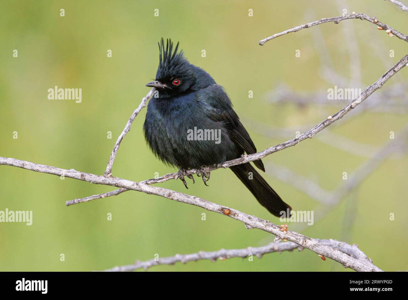 Phainopepla, nördliche Phainopepla (Phainopepla nitens), männlich auf einem Ast sitzend, Prancing, USA, Arizona Stockfoto