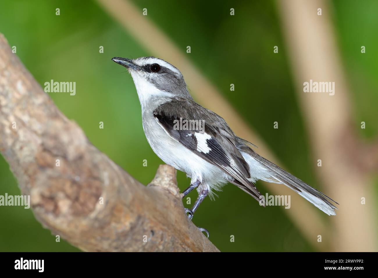 Weißbrauen-robin (Poecilodryas superciliosa), sitzt auf einem Zweig, Australien, Cromarty Stockfoto