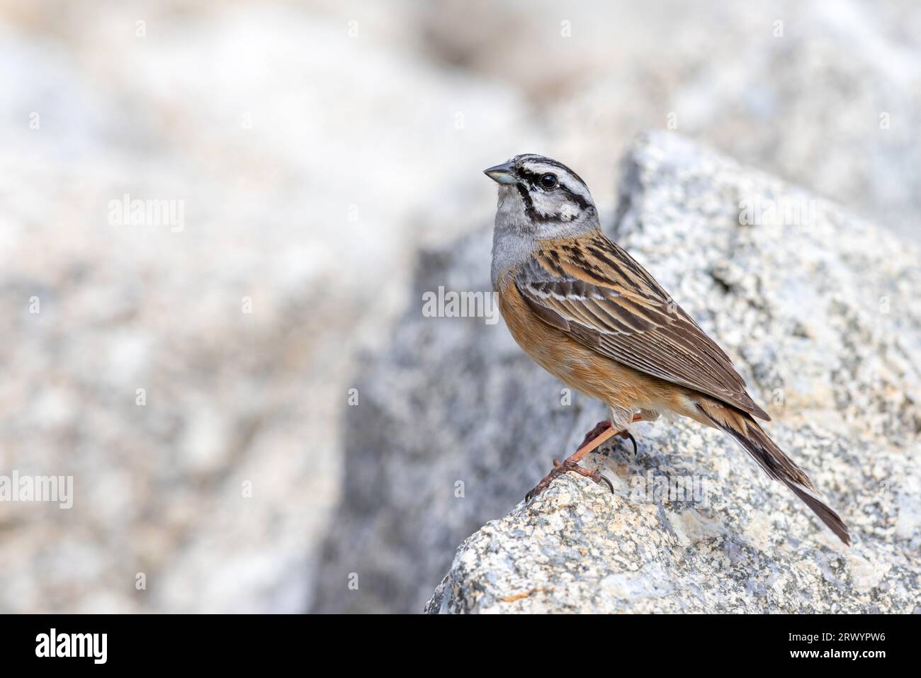 Rockbunting (Emberiza cia), männlicher sitzender Fels, Spanien, Sierra de Gredos Stockfoto