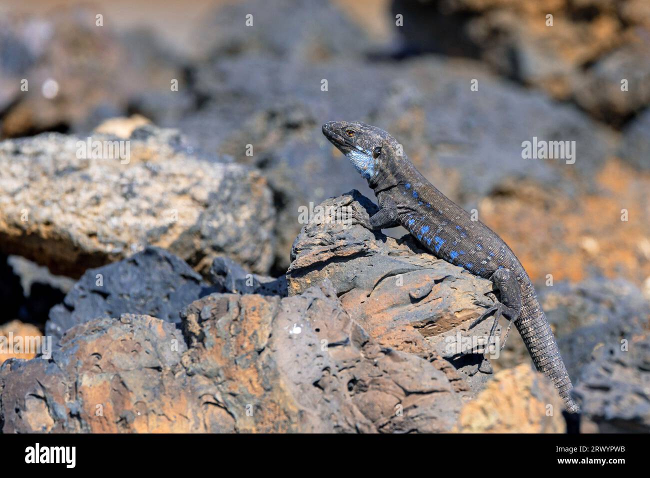 La Palma Eidechse (Gallotia galloti palmae), männliche Sonnenbaden auf Lavasteinen, Kanarische Inseln, La Palma Stockfoto