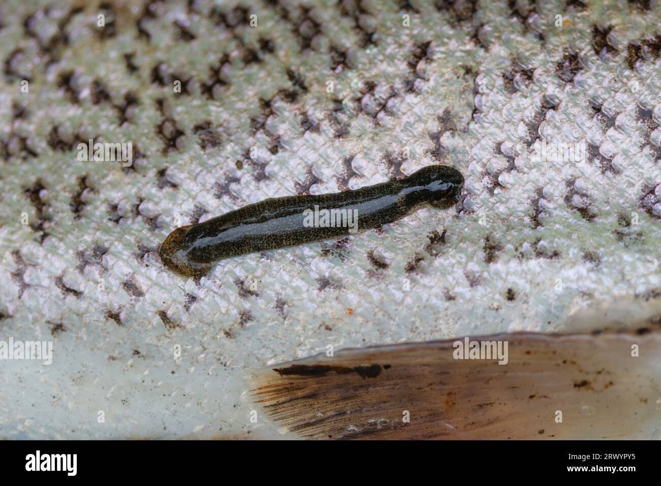 Fischlauchfische (Piscicolidae), die an einer Regenbogenforelle festhielten Stockfoto