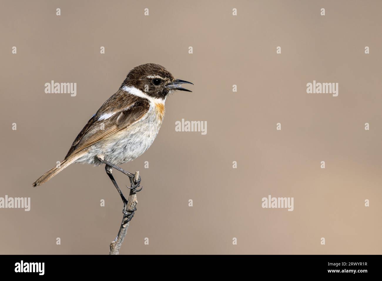 Kanarische Inseln chatten (Saxicola dacotiae), männlich auf einem Busch, rufen, Kanarische Inseln, Fuerteventura, Jandia Stockfoto