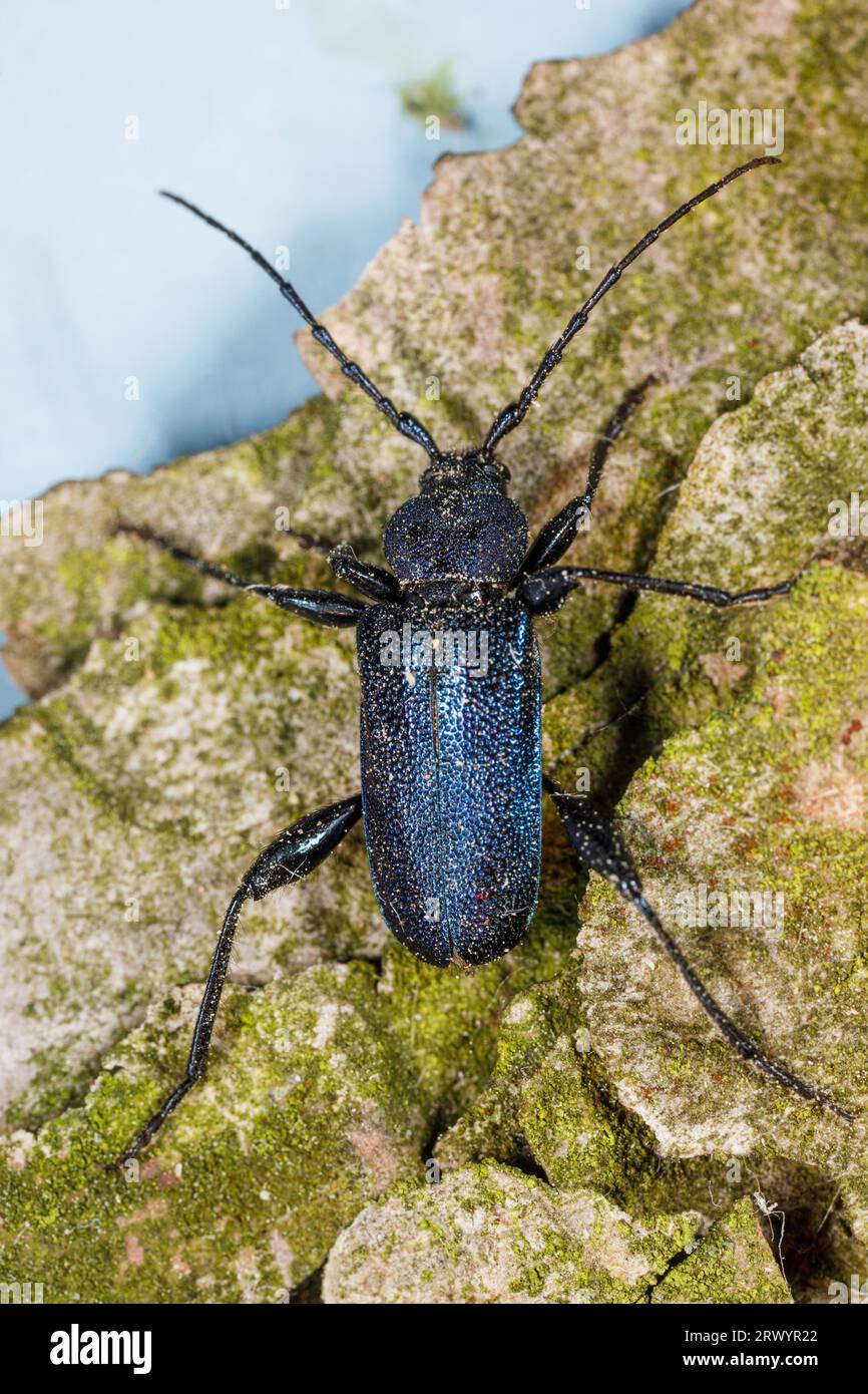 Violetter Tannengardenkäfer, Longhornkäfer, Langhornkäfer (Callidium violaceum), weiblich, Deutschland, Bayern Stockfoto