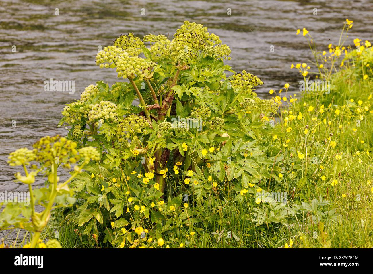 angelica (Angelica archangelica ssp. Litoralis), blühend am Flussufer, Island, Seljalandsfoss Stockfoto