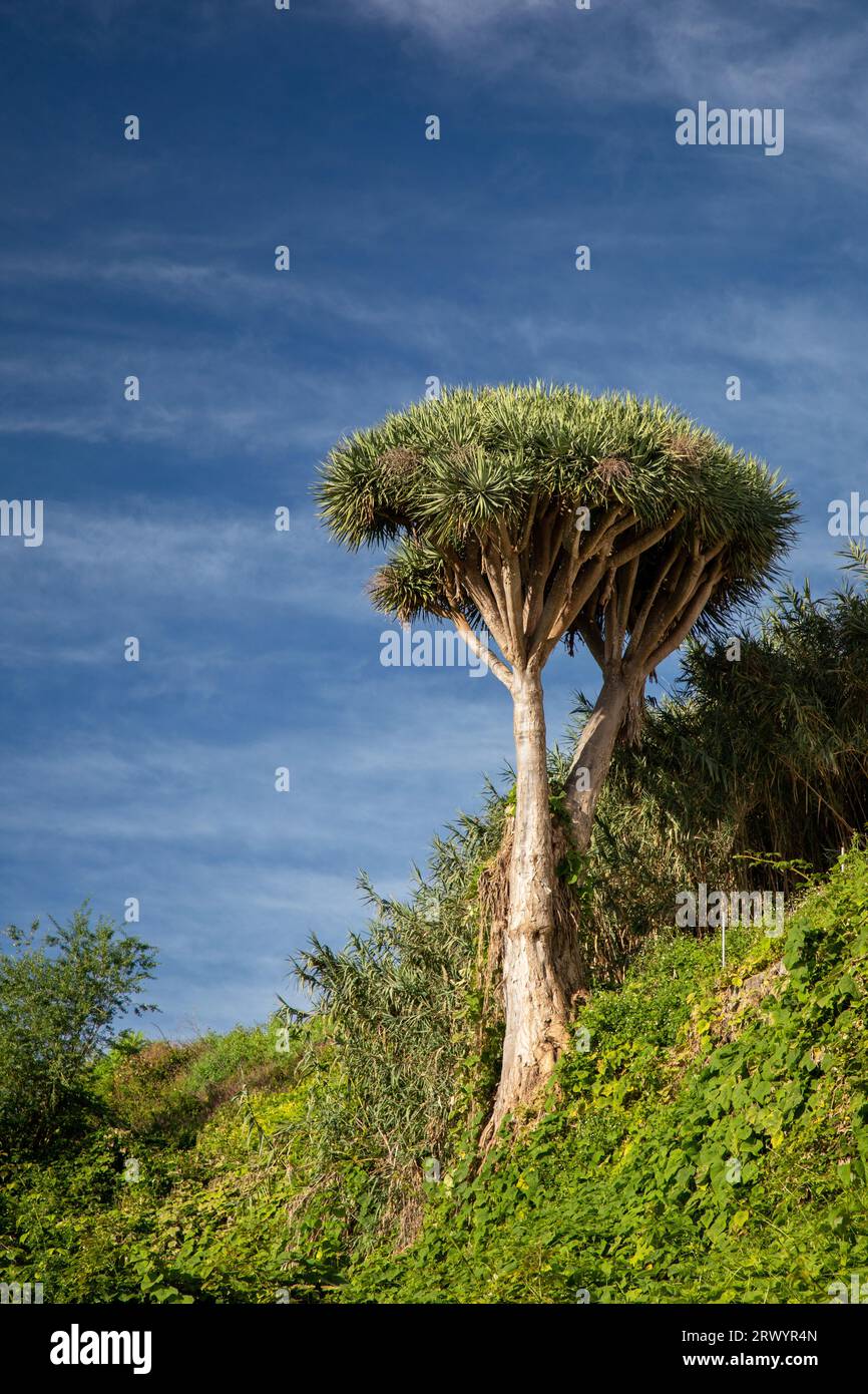 Tear Dragon's Blood, Draegon Tree, Kanarische Inseln Dragon Tree, Drago (Dracaena draco), auf einem Hang bei La Galga, Kanarische Inseln, La Palma, La Galga Stockfoto