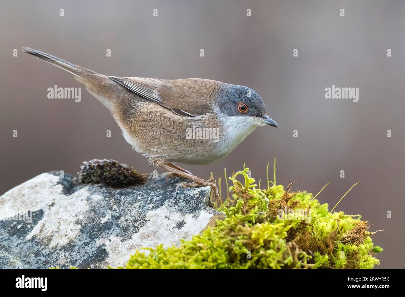 sardischer Zwerg (Sylvia melanocephala), Weibchen auf moosbedecktem Felsen, Italien, Toskana Stockfoto