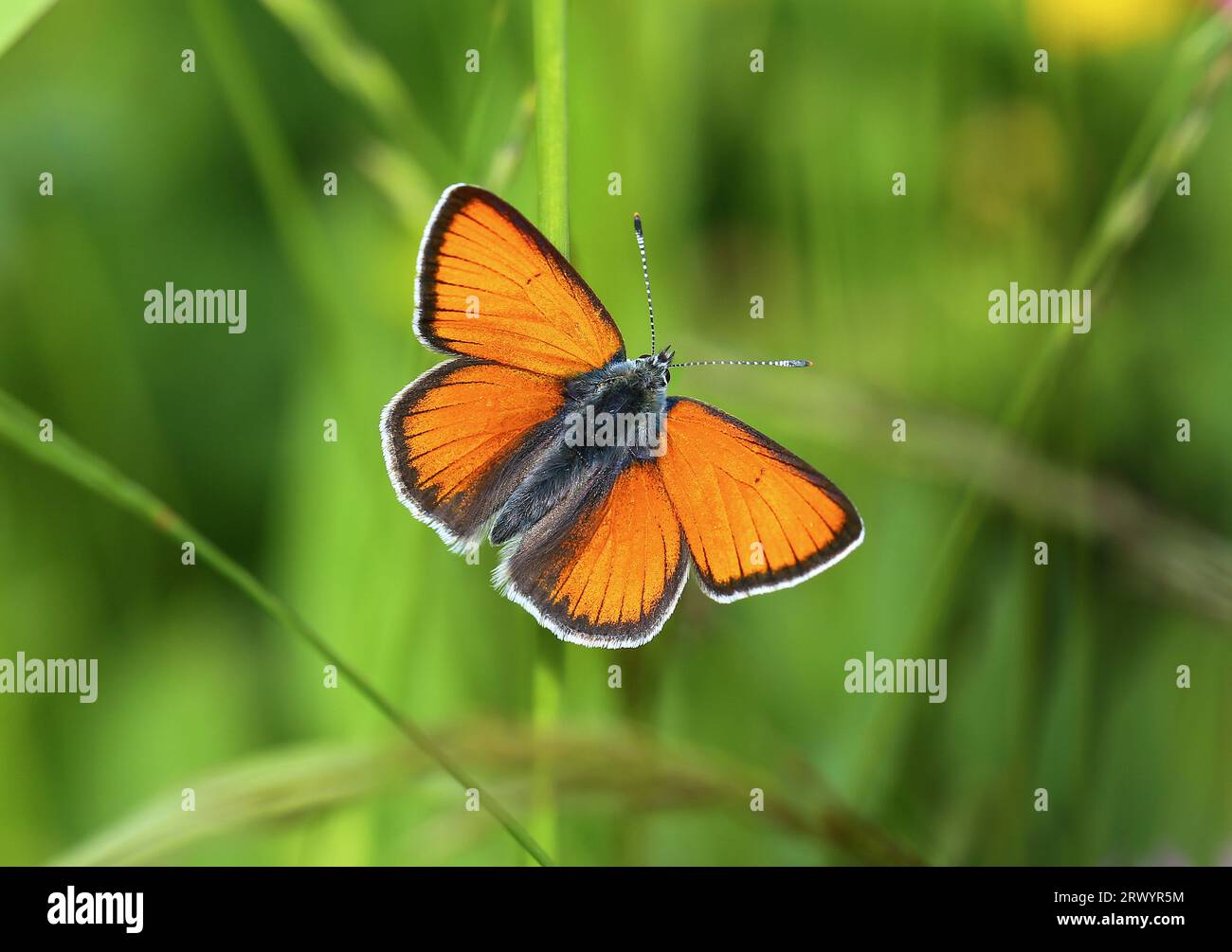 Kupfer mit violetten Kanten (Lycaena Hippothoe, Palaeochrysophanus Hippothoe), Draufsicht, Frankreich, Hautes-Alpes Stockfoto