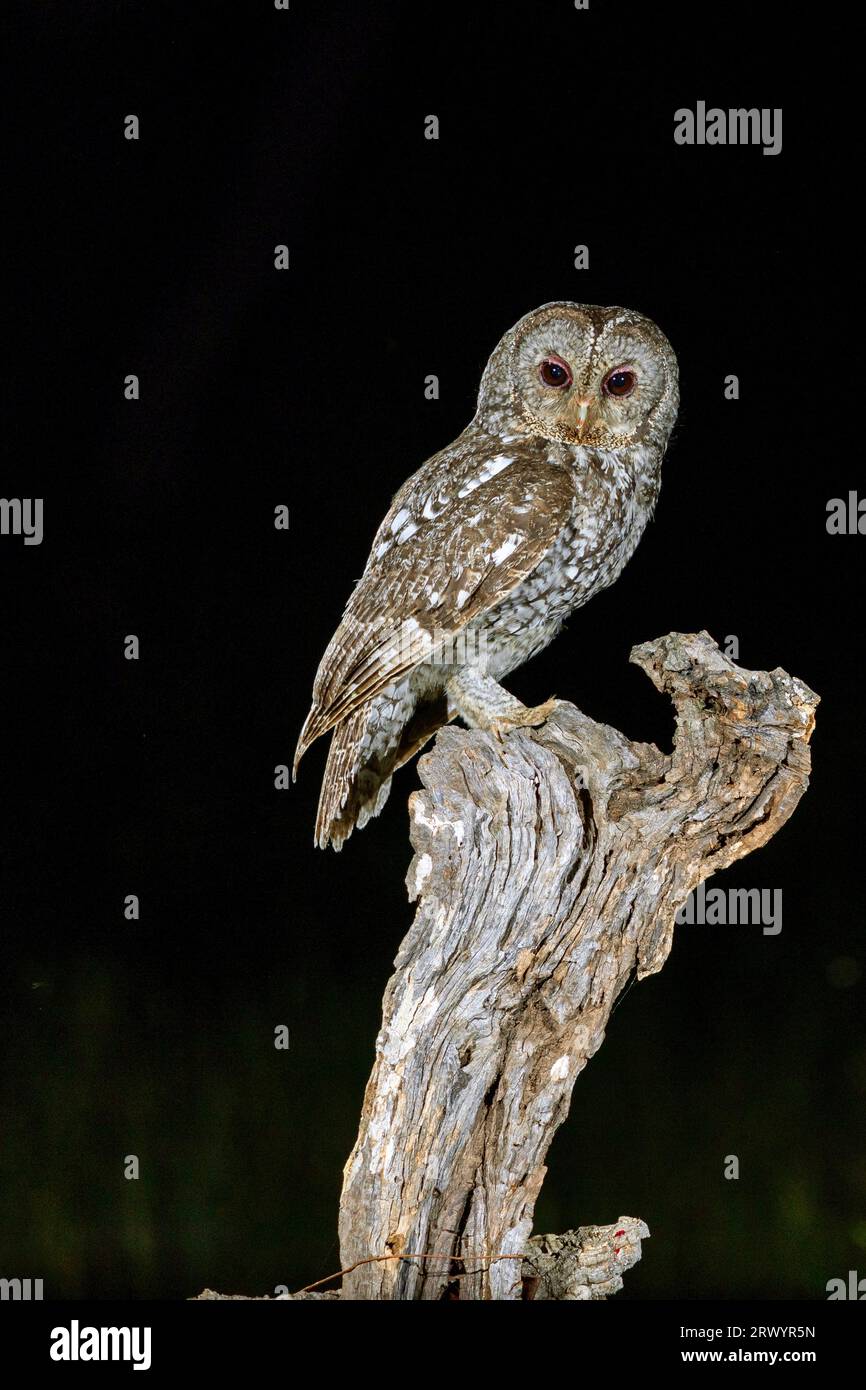 Eurasischer Braunkauz (Strix aluco), sitzt auf totem Baum, Spanien, Extremadura, Salorino Stockfoto