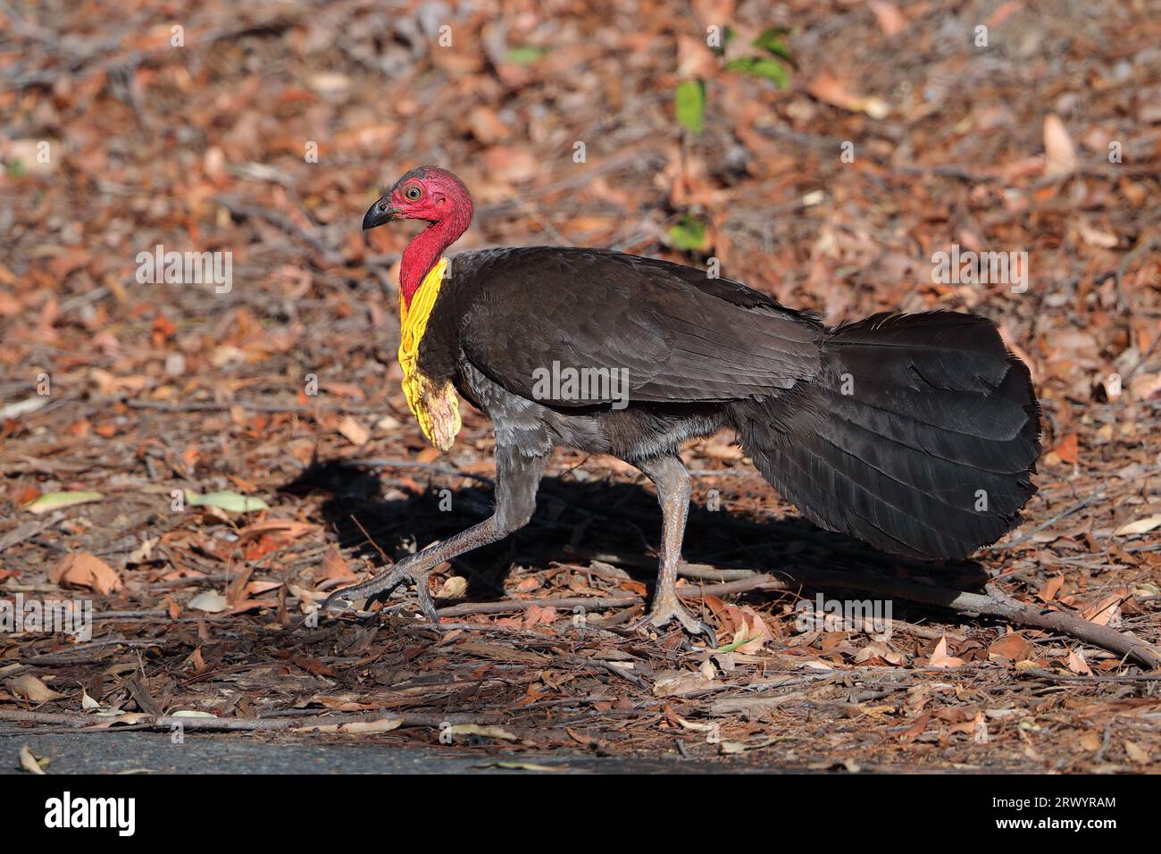 Pinsel truthahn (Alectura lathami), Wandern, Australien, Queensland Stockfoto