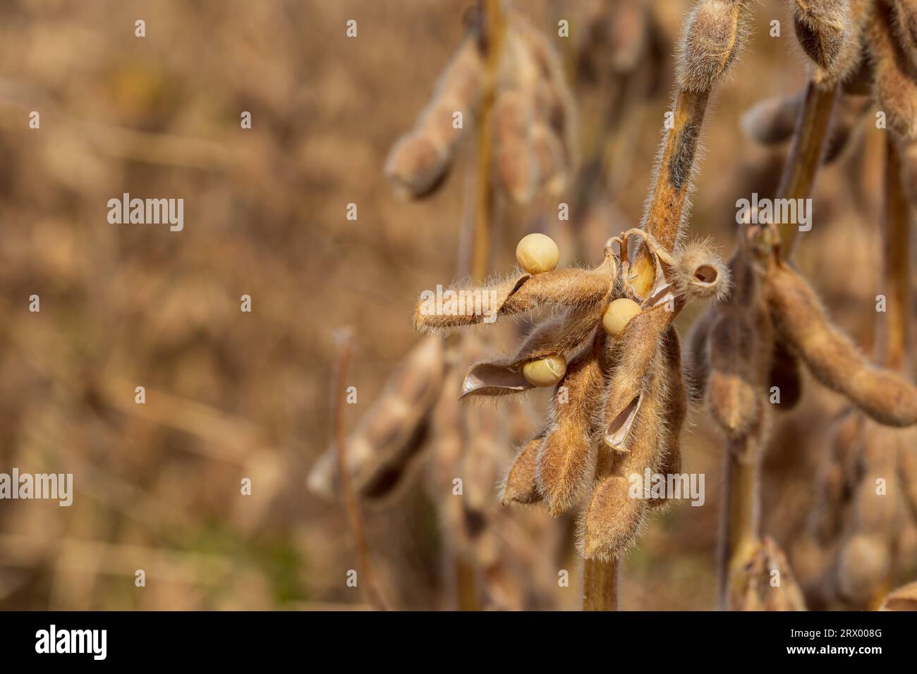 Sojabohnenschote zerbrechen mit Samen im Feld während der Ernte. Trockenstress, Feuchtigkeitsgehalt und Ertragsverlustkonzept Stockfoto