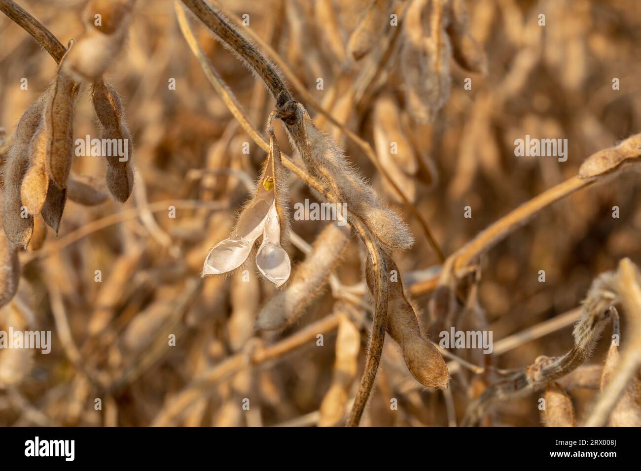 Sojabohnenschote zerbrechen mit Samen im Feld während der Ernte. Trockenstress, Feuchtigkeitsgehalt und Ertragsverlustkonzept Stockfoto