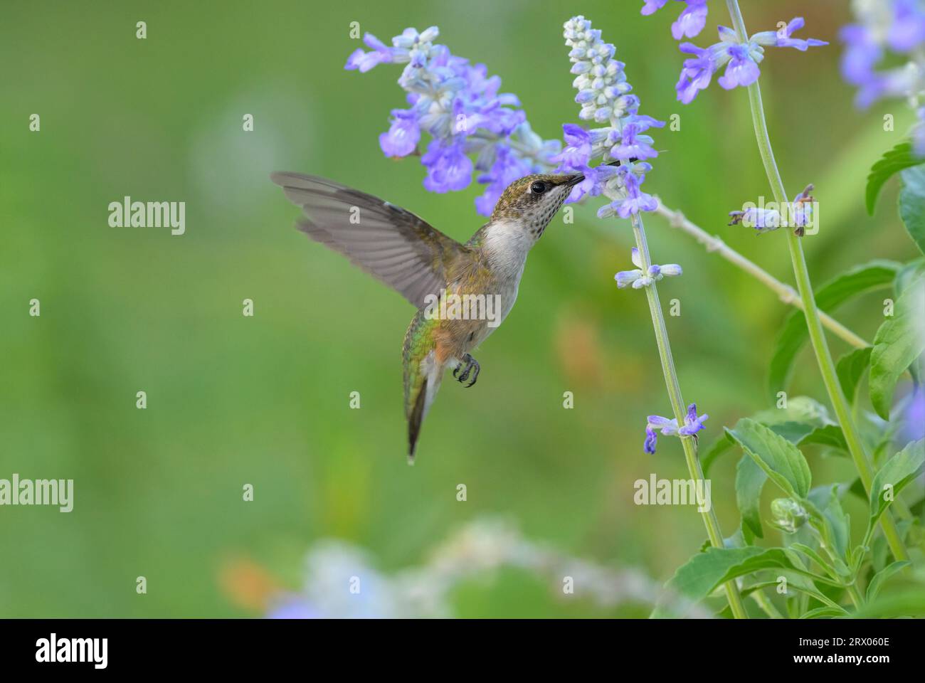 Rubinthroated Hummingbird Feeding on Purple salvia Blumen mit grünem Hintergrund Stockfoto