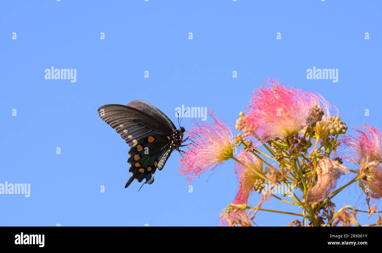 Pipevine Schwalbenschwanz-Schmetterling, der sich von einer rosa Fuzzy-Blume aus persischem Seidenbaum ernährt, am klaren blauen Himmel; mit Kopierraum oben und an der Seite Stockfoto