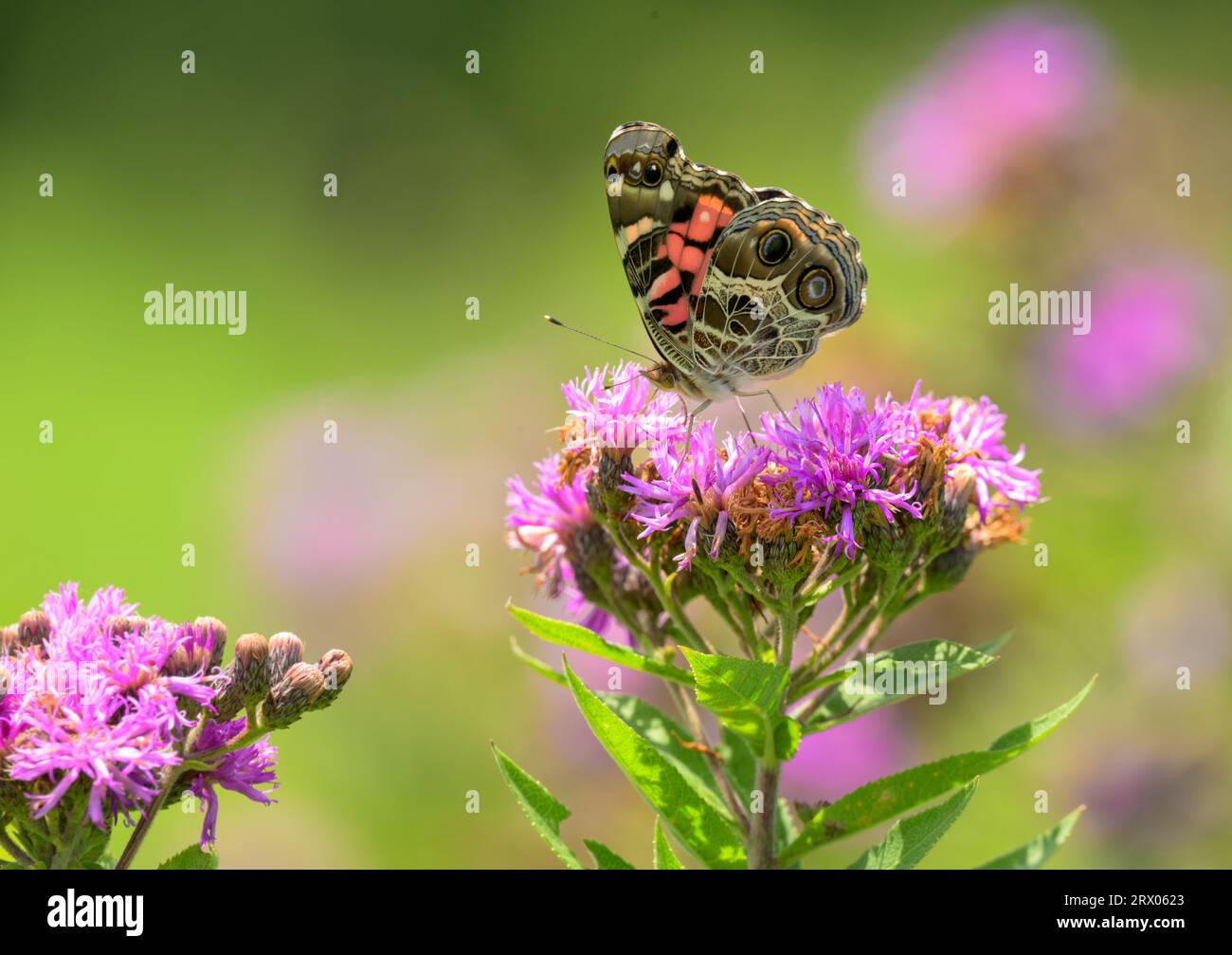 American Lady Schmetterling, der sich auf einer sonnigen Wiese von einer rosa Ironweed-Blume ernährt Stockfoto