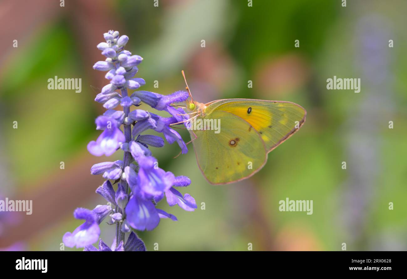 Im Sommergarten ernähren sich orange Schwefel-Schmetterlinge von violetten Salbeiblüten Stockfoto