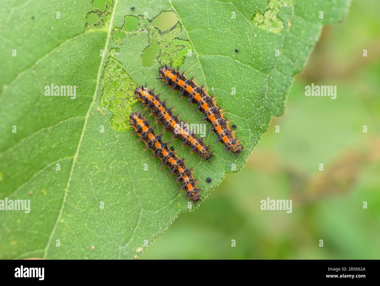 Gorgone-Raupen, die ein Sonnenblumenblatt fressen Stockfoto
