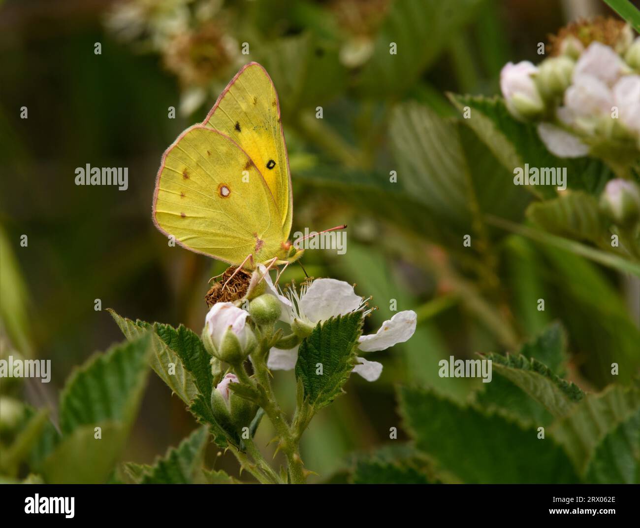 Orangenschwefel-Schmetterling, der sich von einer einheimischen, wilden Oklahoma-brombeerblume ernährt Stockfoto