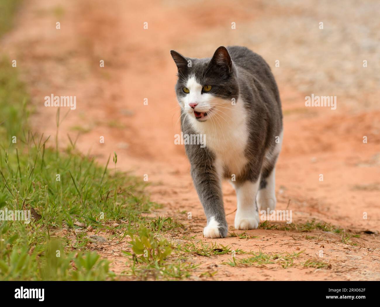 Blau-weiße Smoking-Katze, die mit offenem Mund auf einer unbefestigten Straße zum Betrachter geht Stockfoto