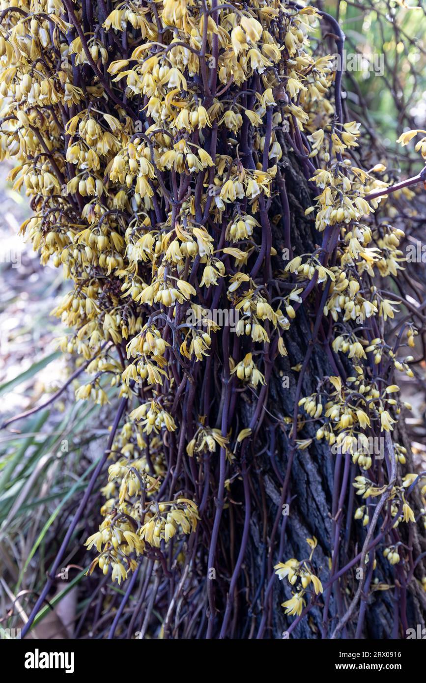 Australische schwarze Bootlace Orchid in Blume Stockfoto