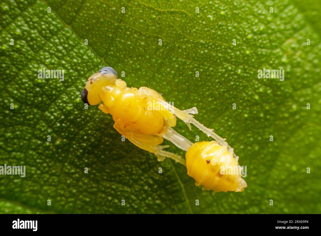Schlammtöchter bewohnen die Blätter von Wildpflanzen Stockfoto