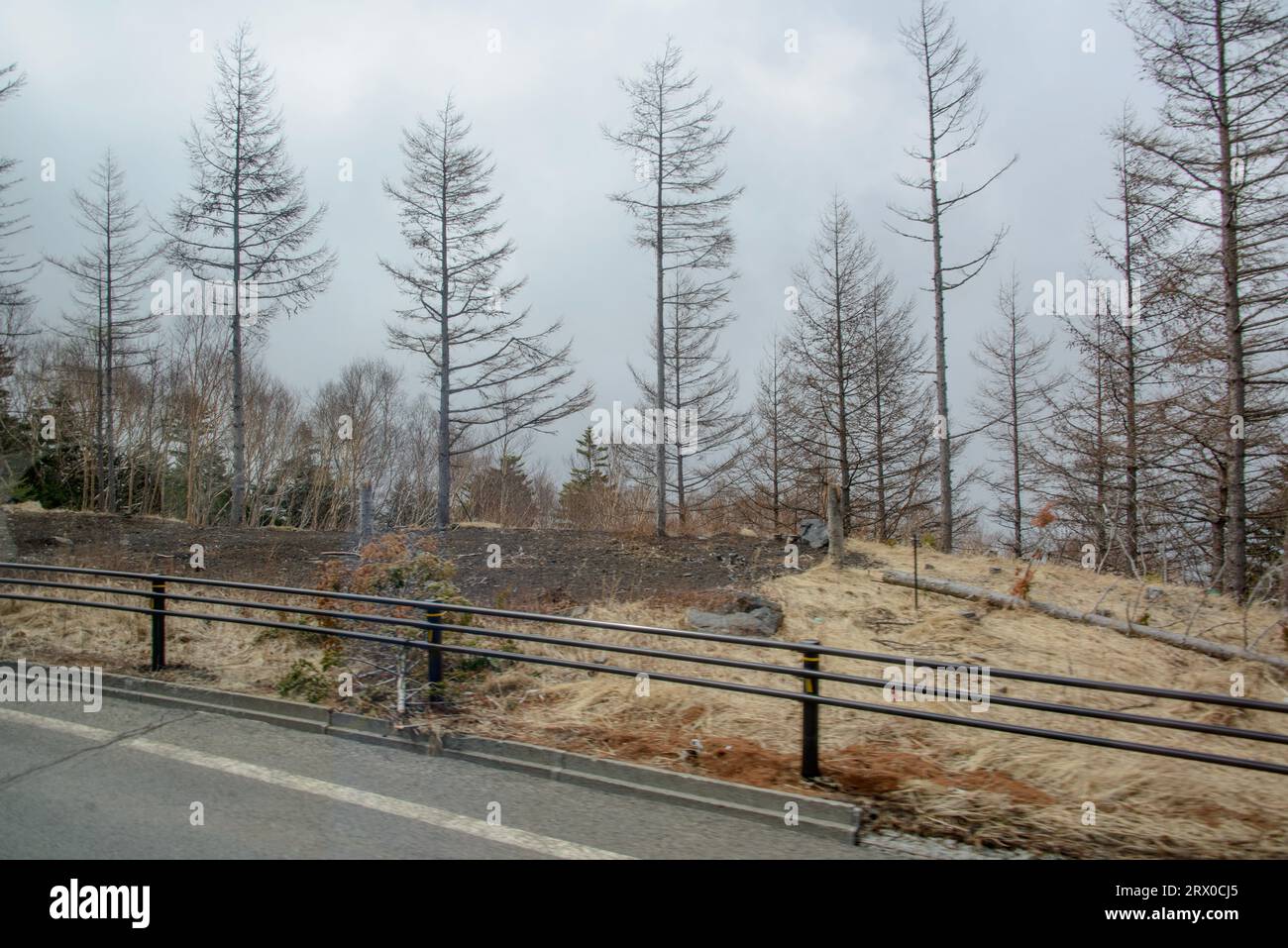 Verwitterte Bäume, Fuji Hakone Izu Nationalpark Japan Stockfoto