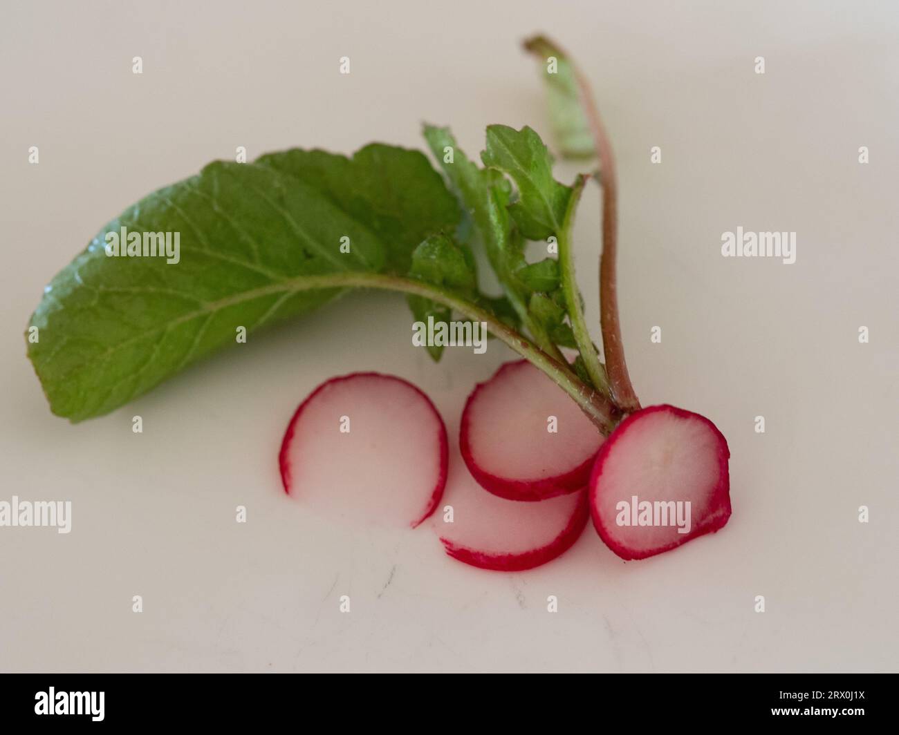 Radieschen, rothäutiges weißes Fleisch und grüne Blattspitzen, frisch aus dem Gemüsegarten geerntet, auf weißem Hintergrund Stockfoto