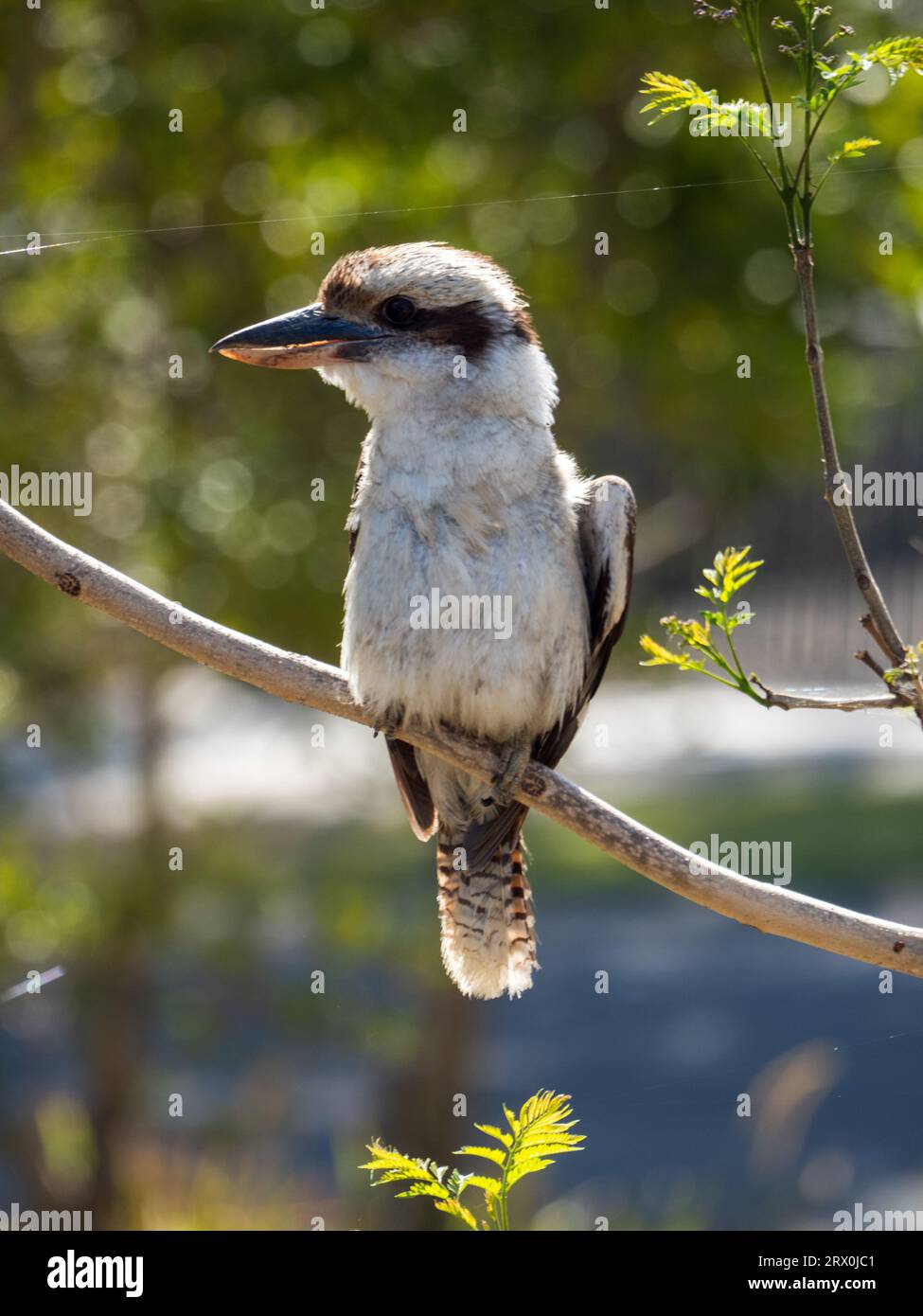 Kookaburra thront auf einem Baumzweig in einem Garten in Australien, mit Blick auf die Seite, ein einzelner Strang Spinnennetz Seide direkt darüber Stockfoto