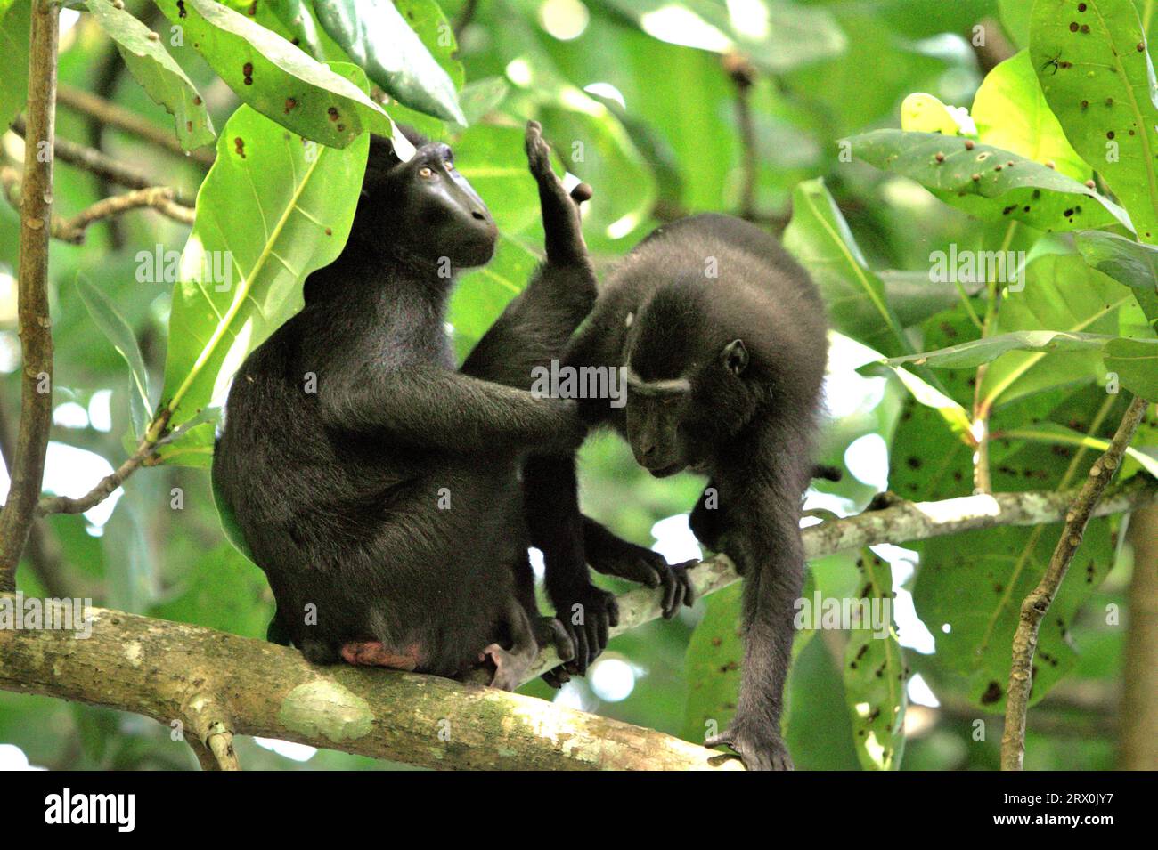 Kremmakaken (Macaca nigra) haben soziale Aktivität an einem Baum im Tangkoko-Wald, Nord-Sulawesi, Indonesien. Ein kürzlich erschienener Bericht eines Wissenschaftlerteams unter der Leitung von Marine Joly ergab, dass die Temperatur im Tangkoko-Wald zunimmt und die Fruchtfülle insgesamt abnimmt. „Zwischen 2012 und 2020 stiegen die Temperaturen im Wald um bis zu 0,2 Grad pro Jahr, und der Fruchtbestand ging insgesamt um 1 Prozent pro Jahr zurück“, schrieb sie im International Journal of Primatology. „In einer wärmeren Zukunft müssten sie sich anpassen, sich ausruhen und im Schatten bleiben, während die heißesten... Stockfoto