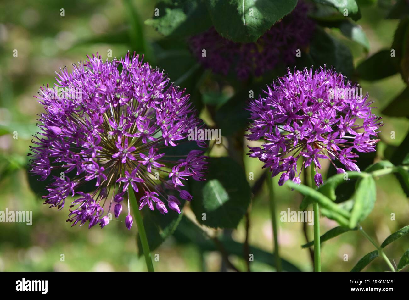 Zwei violette allium-Blumenköpfe Stockfoto