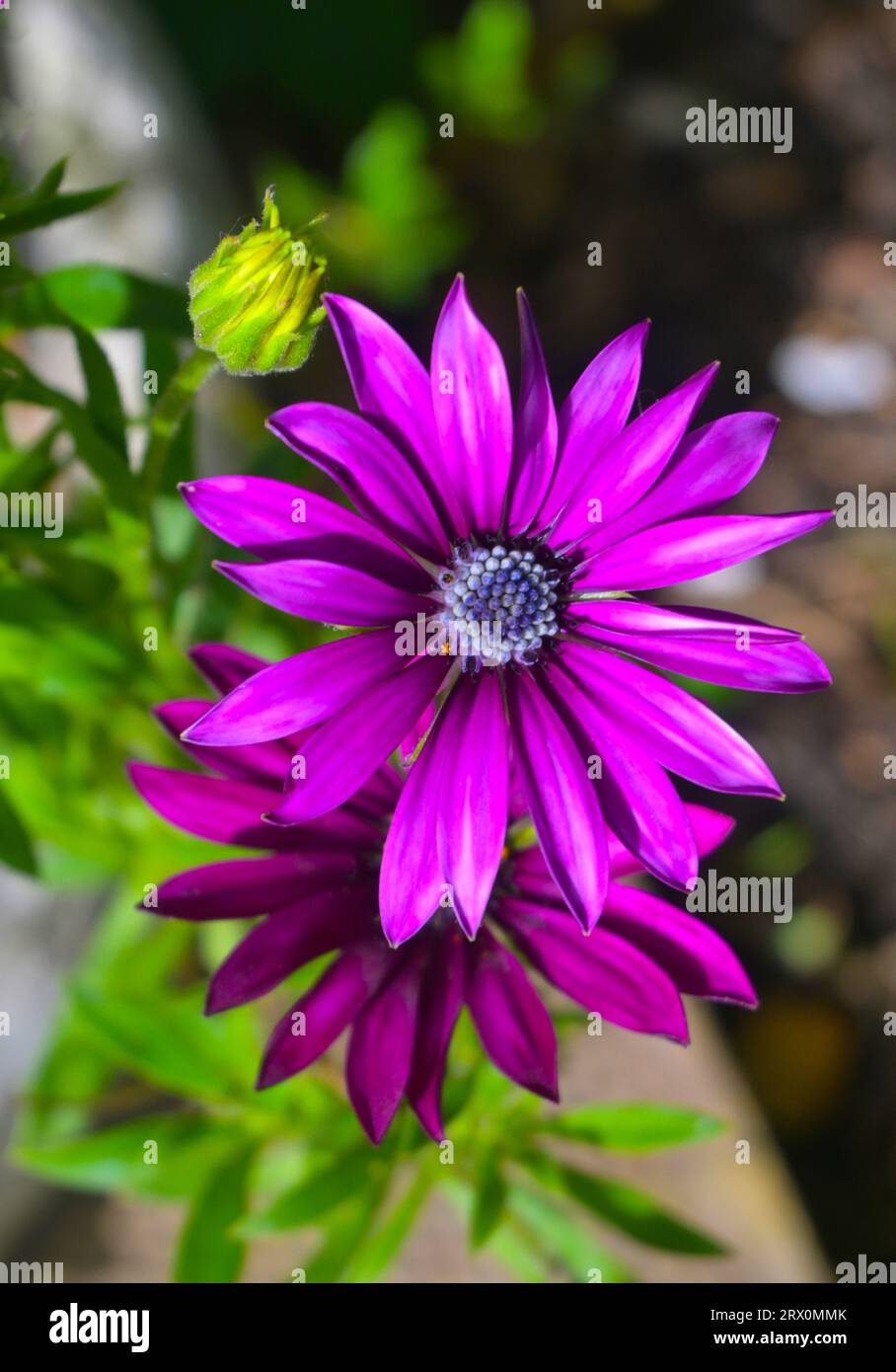 lila osteospermum Stockfoto