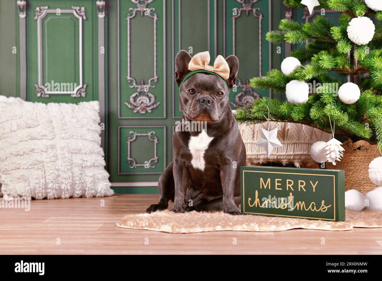 Französischer Bulldog mit Band am Kopfband neben dem Weihnachtsbaum und dem Frohe-Weihnachten-Schild Stockfoto