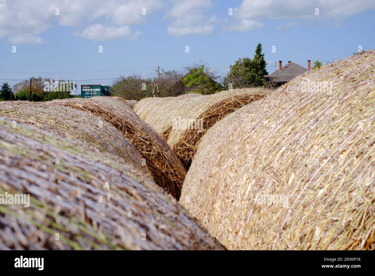 Runde kreisförmige Heuballen in langen Linien, die auf dem landwirtschaftlichen Feld im Kreis zala ungarn gelagert werden Stockfoto