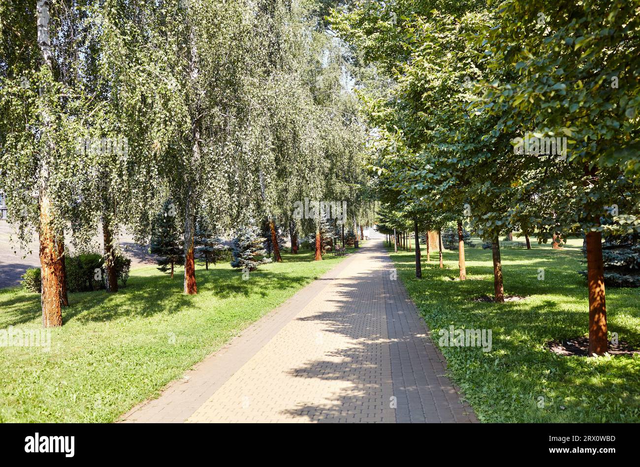 Pfad umgeben von Bäumen in Kiew, Europa. Erholungsort im Stadtpark Stockfoto