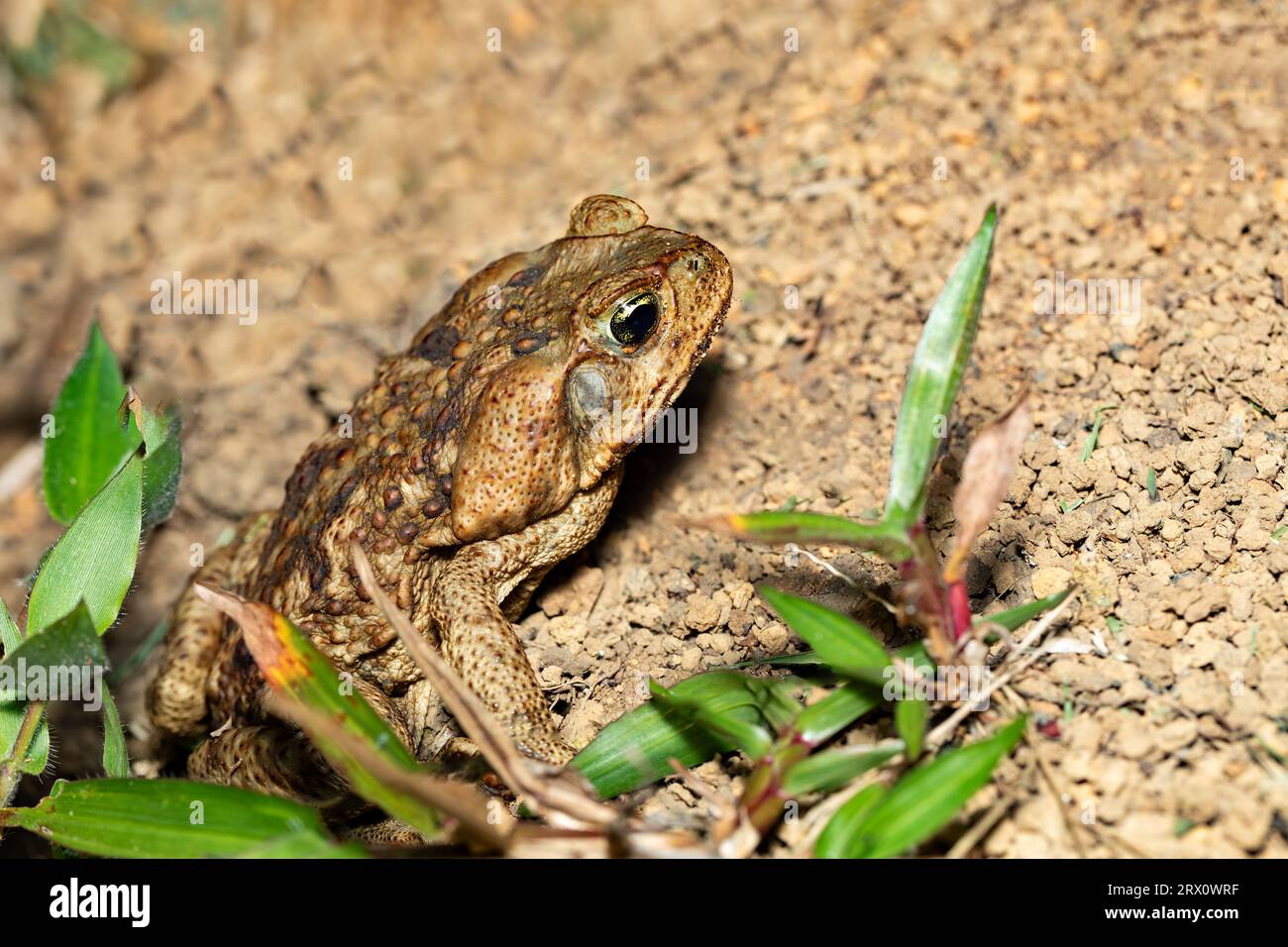 Rhinella horribilis ist der wissenschaftliche Name, der für Populationen der Zuckerrohrkröte oder Riesenköte in Mesoamerika und im Nordwesten Südamerikas verwendet wird. Stockfoto
