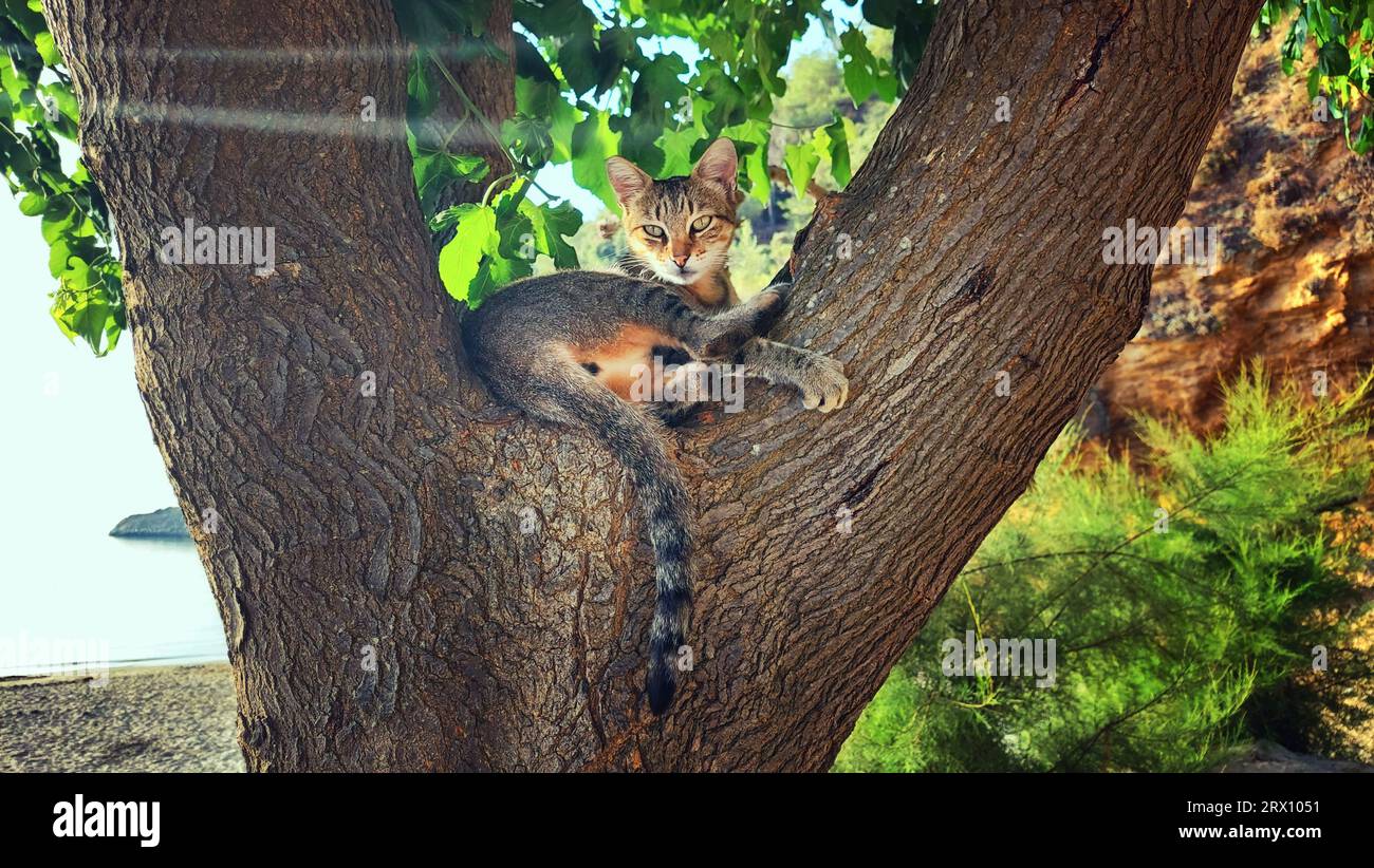 Die Katze liegt auf dem Baum und ruht, das beste Foto Stockfoto