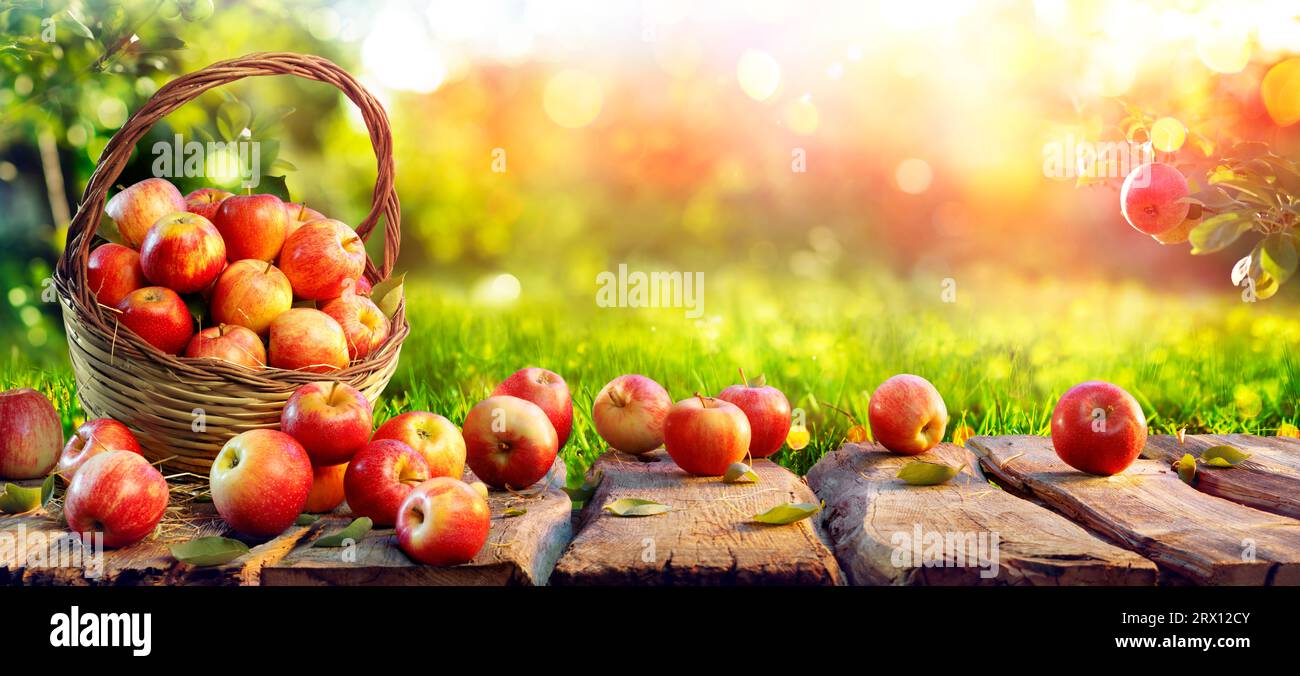 Rote Äpfel Auf Dem Tisch Im Korb Im Sonnigen Grünen Orchard - Erntekonzept Stockfoto
