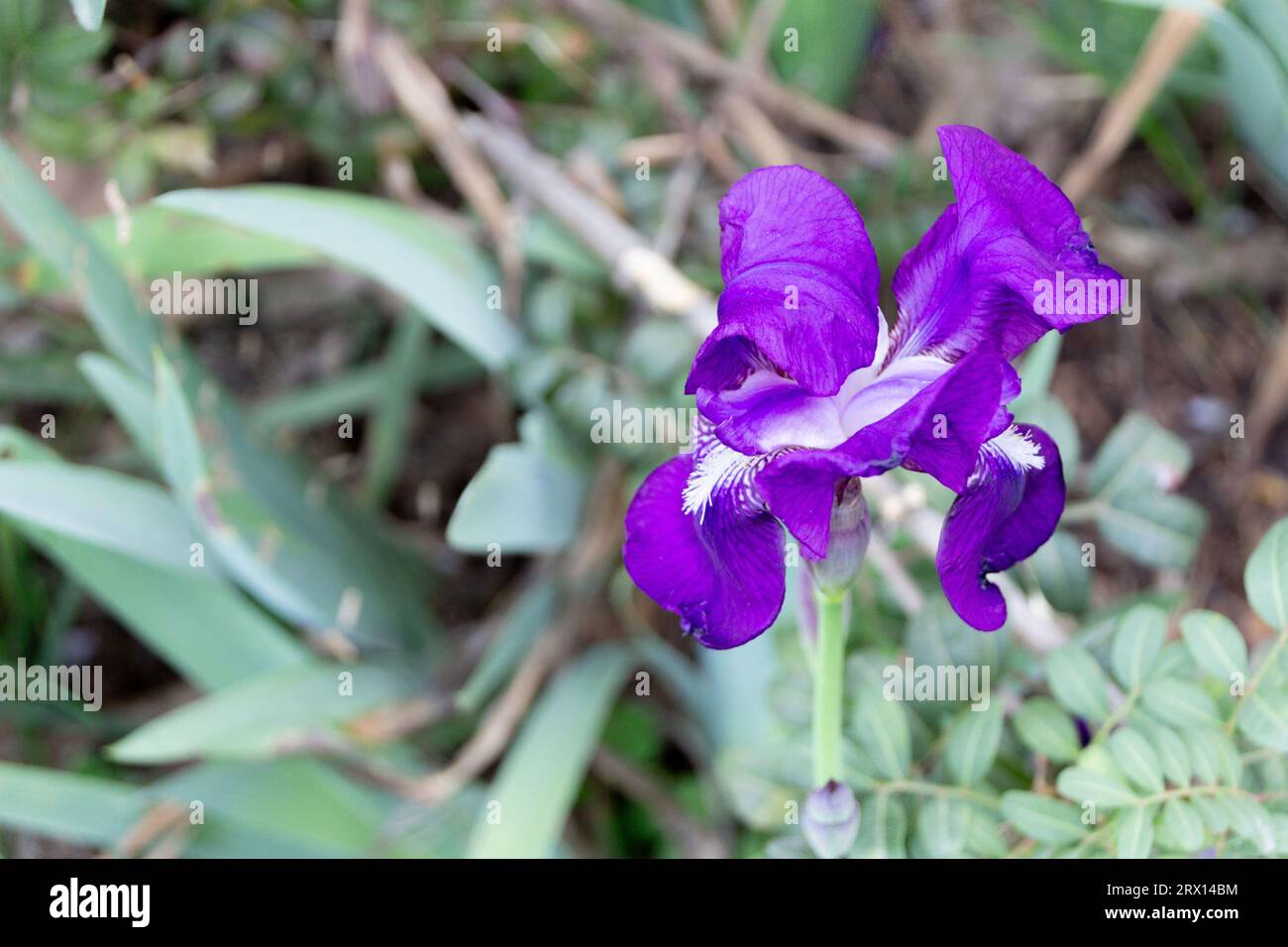 Auf der rechten Seite des Bildes befindet sich eine lilafarbene Lilienblüte, die links ausreichend Platz für Text oder zusätzliche Elemente lässt. Stockfoto
