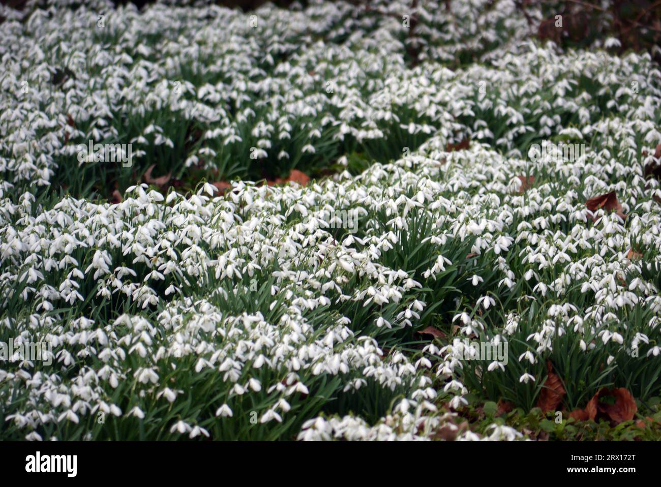 Teppich mit Schneeglöckchen „Galanthus“ Blumen im Wald auf dem Gelände von Lytham Hall in Lancashire, England, Großbritannien. Stockfoto